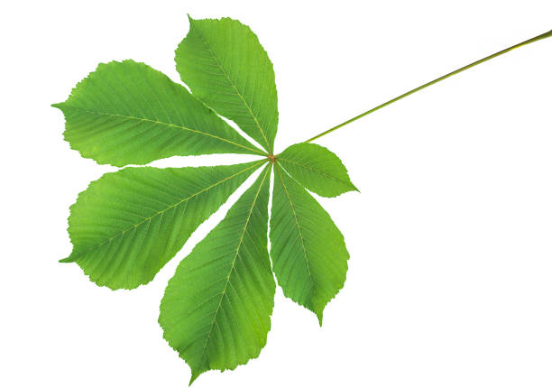 istock Beautiful green chestnut 1194895971