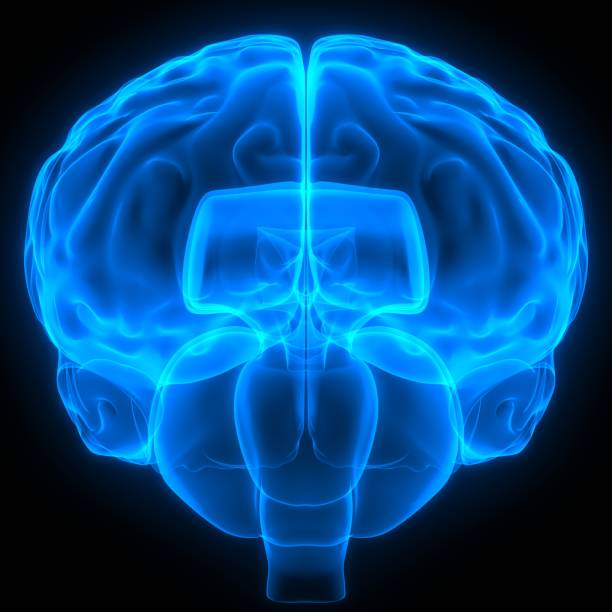 istock Human Internal Organ Brain with Nervous System Anatomy 1194896188