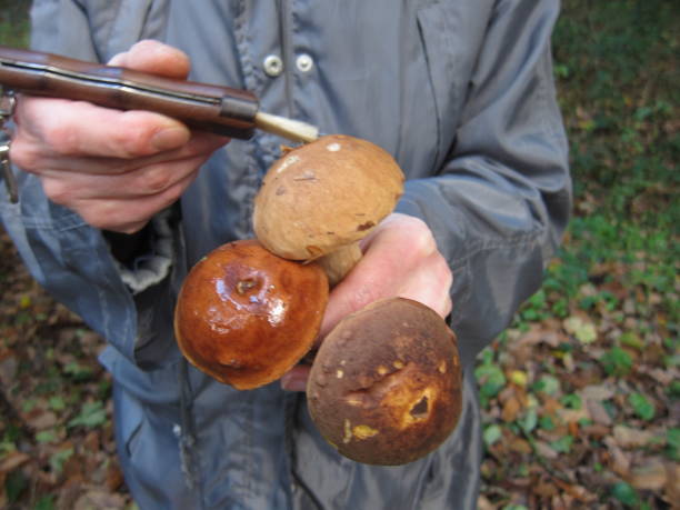 mushroom bolet piking mushroom bolet piking Cepe stock pictures, royalty-free photos & images