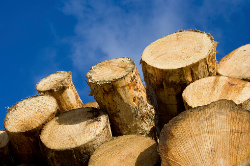 Image of a stack of firewood by a wooden wall