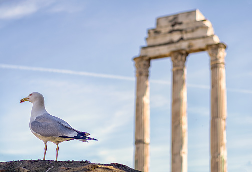 seagull in the ruins of roman forum, Rome. Italy