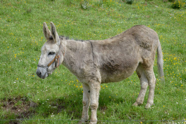 istock A gray donkey with bridles 1194899286