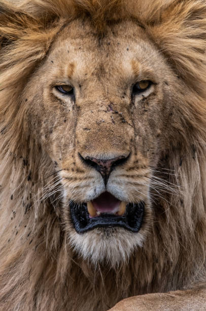 istock Close Up Male Lion 1194900219