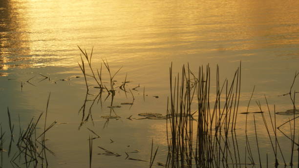 istock grass on the lake.  and reflections on the water 1194900766