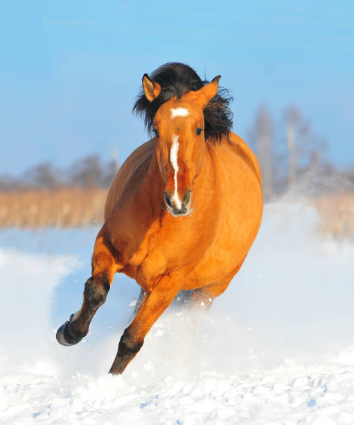 istock Red dun vyatskiy draft horse runs free in winter 1194900842