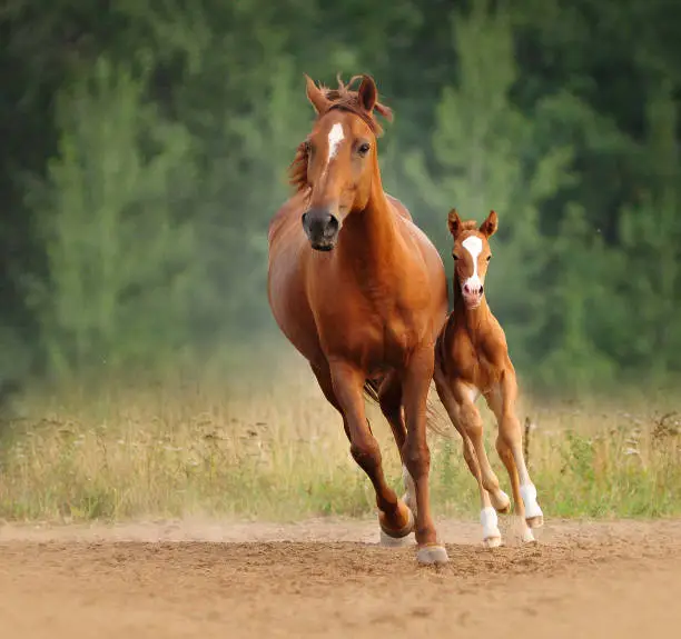 Photo of Chestnut mare and foal run free
