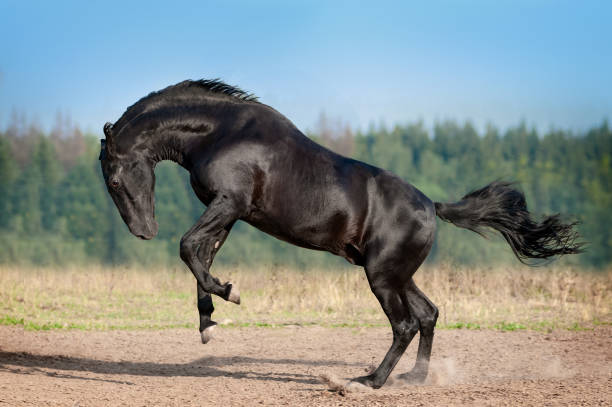 istock Black karachay horse plays in summer meadow 1194900859