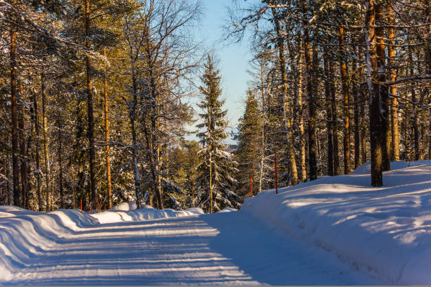 istock Wide snowy road in the forest 1194903154