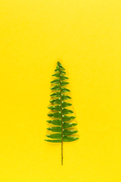 istock Minimalistic Christmas tree on yellow pastel trendy background. 1194904807