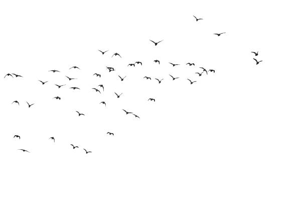 Singing bird. White background. Isolated bird and branch. Isolated bird and branch animal call photos stock illustrations