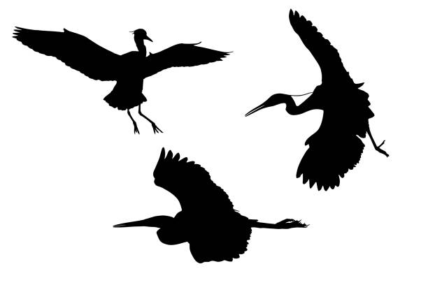 летающие птицы. векторное изображение. белый фон. - white heron stock illustrations