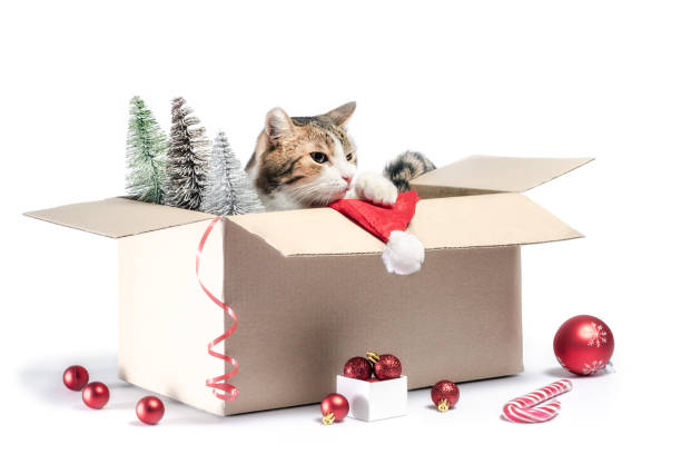 istock gray cat sits in a box with Christmas decorations 1194906017