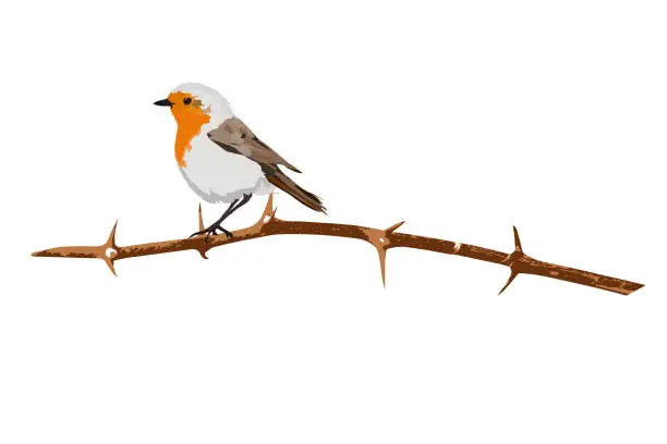 Vector illustration of Cute little bird Robin. Vector image. White background.