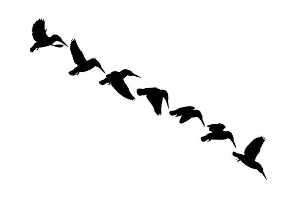 ilustraciones, imágenes clip art, dibujos animados e iconos de stock de pájaros voladores. imagen vectorial. fondo blanco. - animals hunting kingfisher animal bird