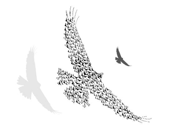 latające ptaki. obraz wektorowy. białe tło. - eurasian buzzard stock illustrations