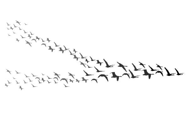 latające ptaki. obraz wektorowy. białe tło. - stado ptaków ilustracje stock illustrations