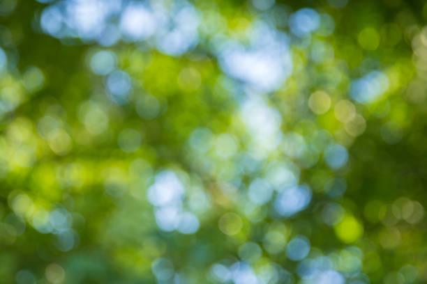 istock Natural green bokeh abstract background 1194907109