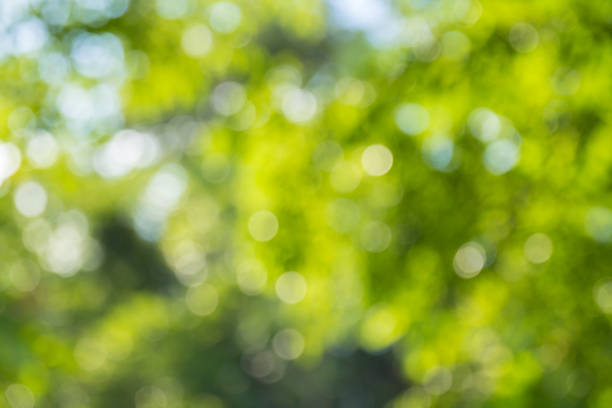 istock Natural green bokeh abstract background 1194907166