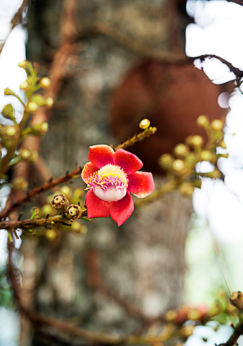 Cannonball tree flower and fruit, Hue, Vietnam. Couroupita guianensis, known as the cannonball tree, is a deciduous tree, whose family includes the Brazil nut and Paradise nut - native to tropical forests and cultivated in tropical areas it has beautiful, fragrant flowers and large fruits, as well as having medicinal uses and cultural and religious significance