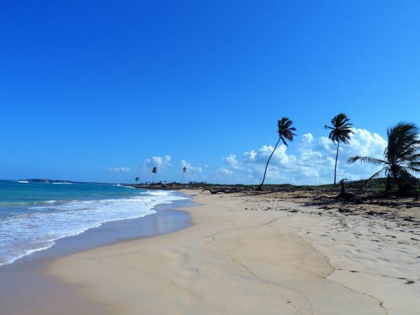 istock Beach on Punta Cana, Dominican Republic 1194907201