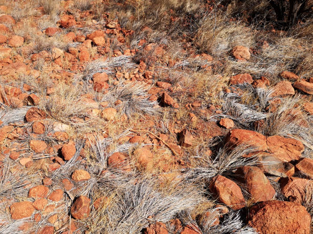 사막 토양, 노던 테리토리, 호주 - olgas 뉴스 사진 이미지