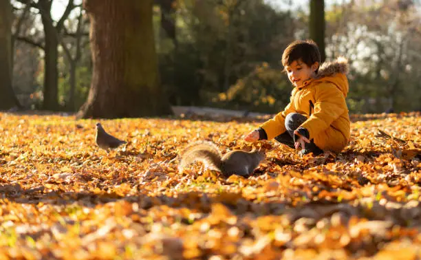 Photo of Beautiful little boy at the park during autumn staying very still as a pigeon and squirrel pass near him
