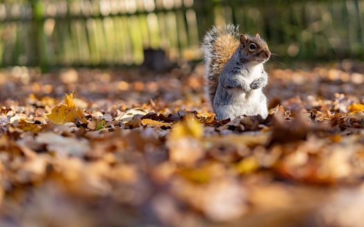 Beautiful squirrel walking on autumn leaves - No people