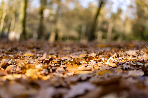 Autumn leafs covering a forest floor