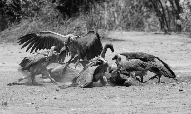 os abutres branco-suportados comem a carcaça de um kudu mais grande inoperante, parque nacional de chobe, botswana em preto e branco - herbivorous close up rear end animal head - fotografias e filmes do acervo