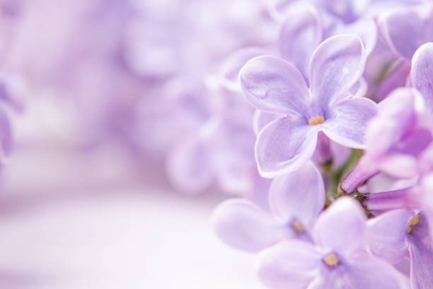istock spring flowers with copy space. lilac flowers close up on a white background 1194911297