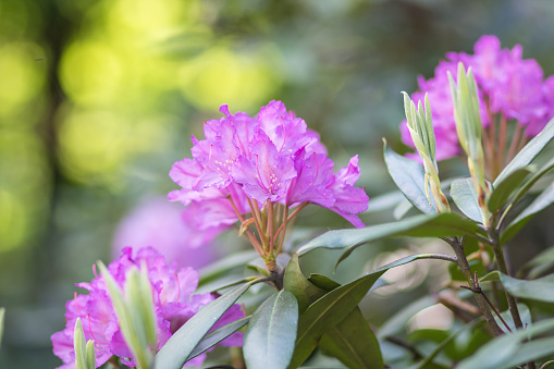 Pink rhododendron bushes in bloom on a sunny spring day.