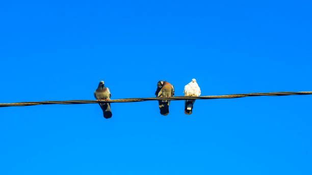 istock Pigeons sit on electic wires on classic blue sky background. Business concept. 1194912126