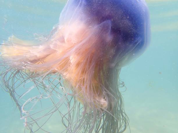 istock Purple Jellyfish Under the Sea 1194913261