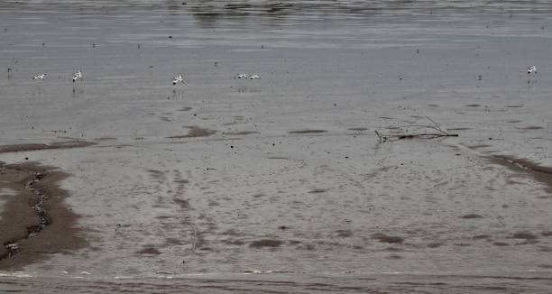 istock Six Avocets flying over wet sand at low tide on the Exe Estuary in Devon 1194913451