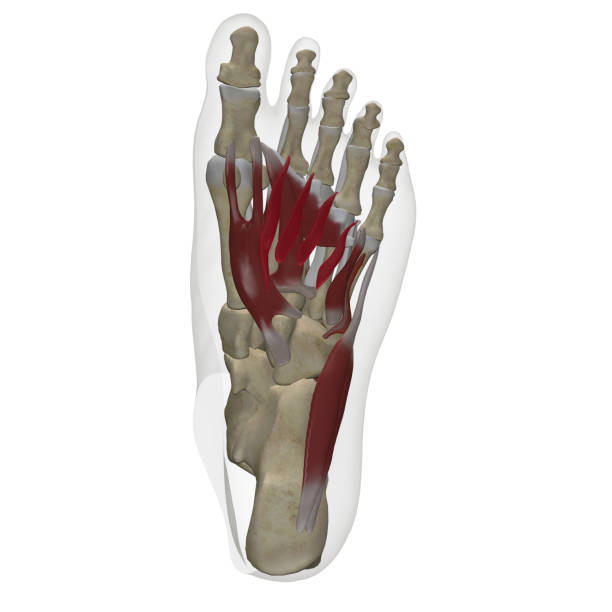 Foot skeleton and muscles anatomy view from bottom  white background 3d render stock photo