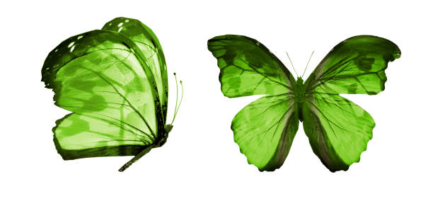 istock Color butterflies , isolated on white background 1194914637