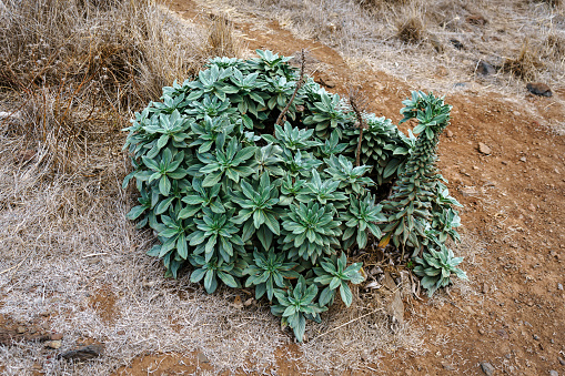 Coastal Daphne gnidium plant growing wild in Madeira.