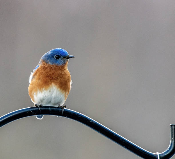 istock Male bluebird perched on bird feeder 1194914847