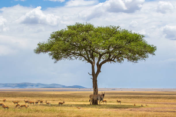 istock Common eland bull in the Masai Mara 1194915605
