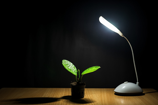 Photograph a small green tree in a white pot with a lamp and black floor.