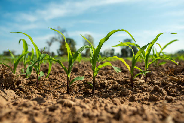 Planting corn seedlings on the ground / Economic crops for animal husbandry Planting corn seedlings on the ground and growing / Economic plants animal husbandry photos stock pictures, royalty-free photos & images