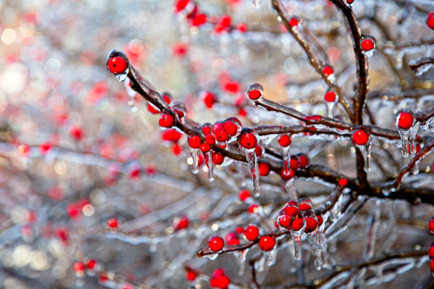 baumzweige mit roten beeren nach sturm mit eis überzogen - winter woods frost fragility stock-fotos und bilder