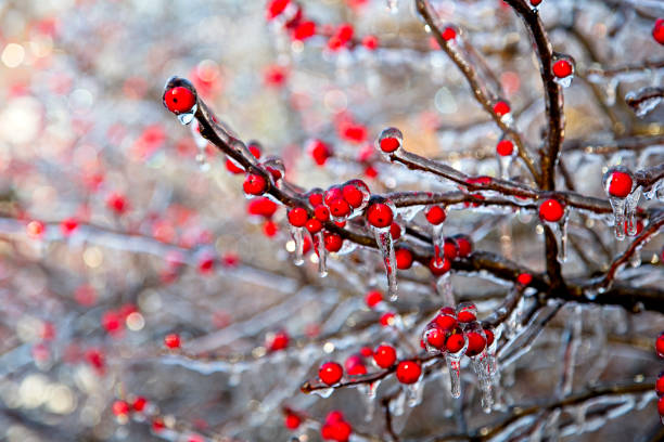 Photo of Tree branches with red berries coated in ice after storm