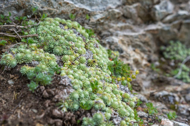 istock Vegetation in National park Pirin. 1194921909