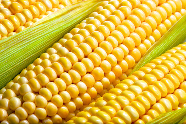 fresh corn vegetable with green leaves closeup stock photo