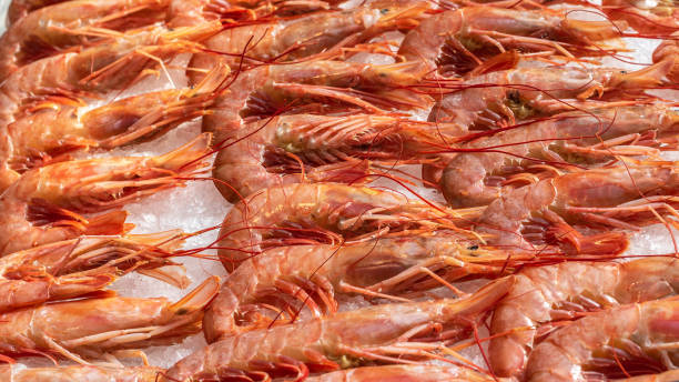 istock Langoustine on ice for cooking 1194922812