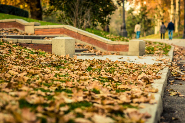 Brown fallen leaves in a park in autumm