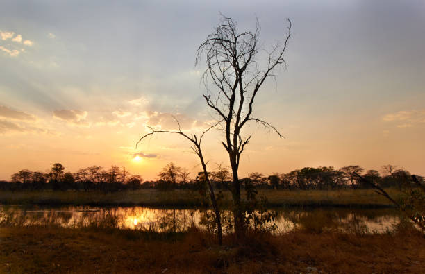 istock Sunset in the Caprivi Strip with a tree in the foreground 1194924387
