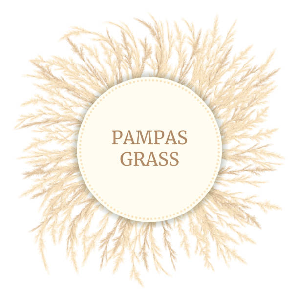 Silver golden Pampas grass Card template with copy space. Vector illustration. Round Circle badge Silver golden Pampas grass Card template with copy space. Vector illustration. Round Circle badge. Floral ornamental grass. feathery grass head plumes, for design arrangements, displays, decoration tussock stock illustrations