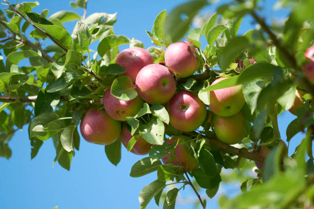 istock Bunch of apples 1 1194926744